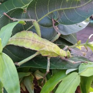 Research: Population and Biodiversity of Insects in the Convergent Forests of the Karst Limestone Mountains of Northern Thailand. ﻿