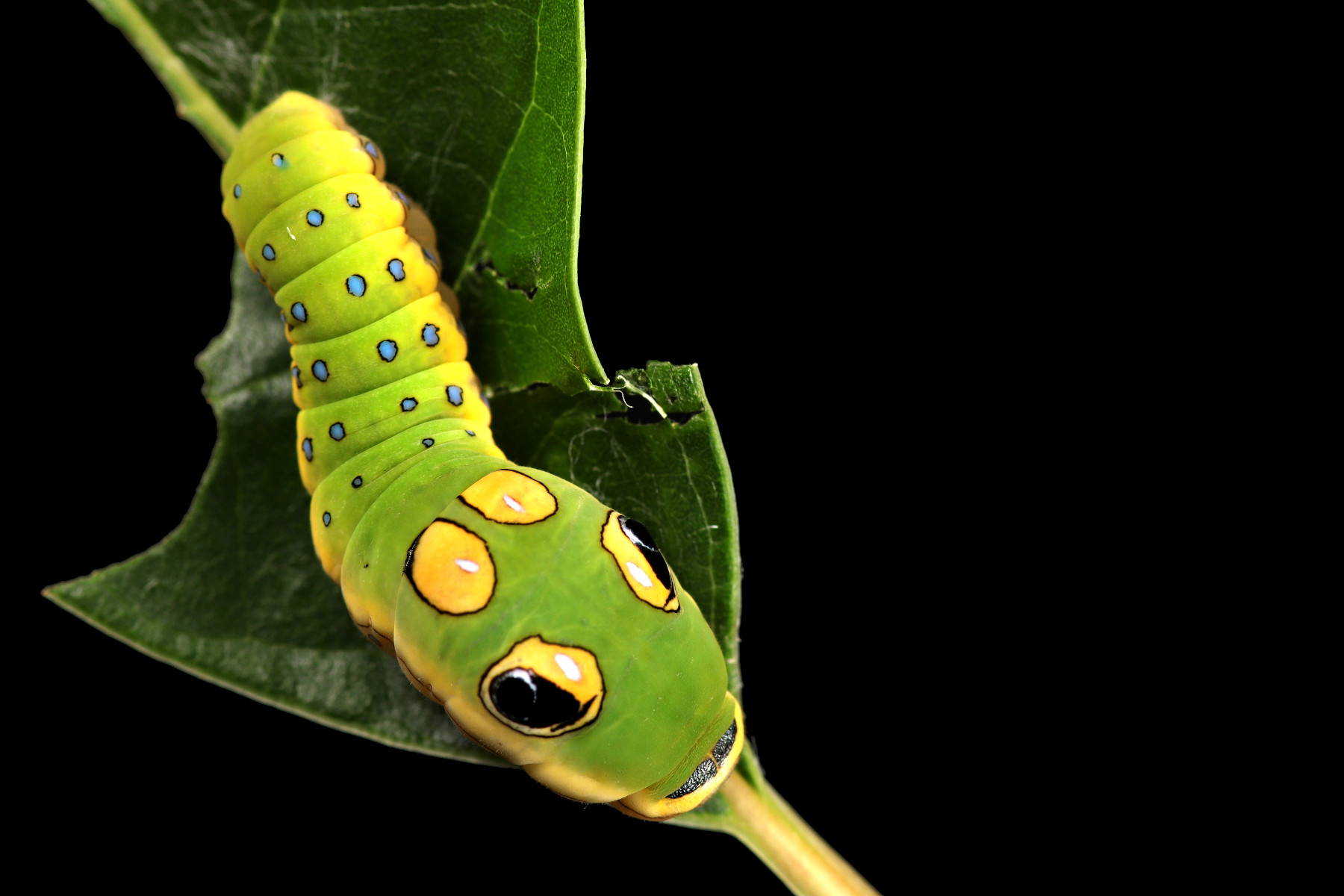 Image: Caterpillar of Papilionidae: Papilo troilus (Spicebush Swallowtail). On Lauraceae: Sassafras albidum found in New Hampshire, USA