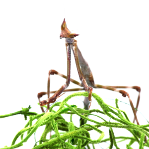 Research: Survey of North American Mantodea